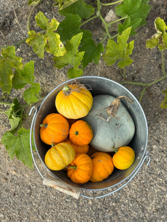La newsletter de septembre 2025 🍁 Un mois chargé de travail mais aussi de pumpkin spice !